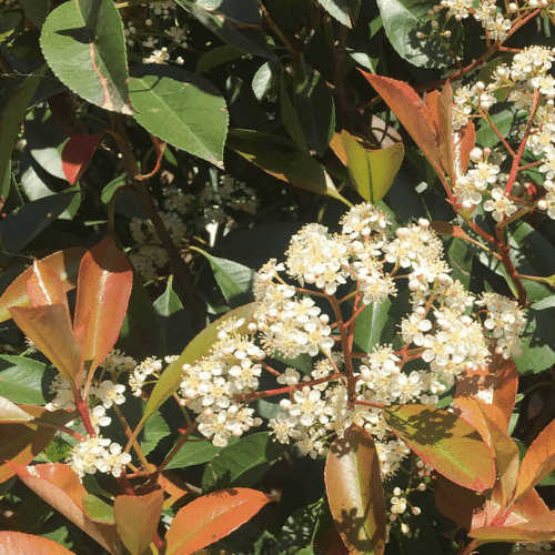 Beschneiden der Glanzmispelspaliere