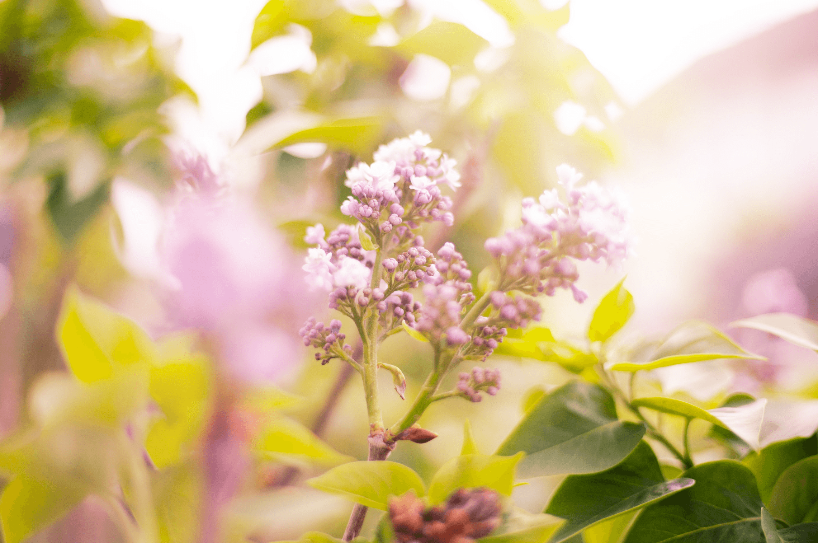 Die schönsten Frühblüher