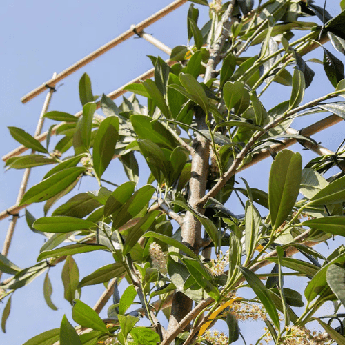 Wie weit sollten Spaliere von der Grundstücksgrenze entfernt sein?