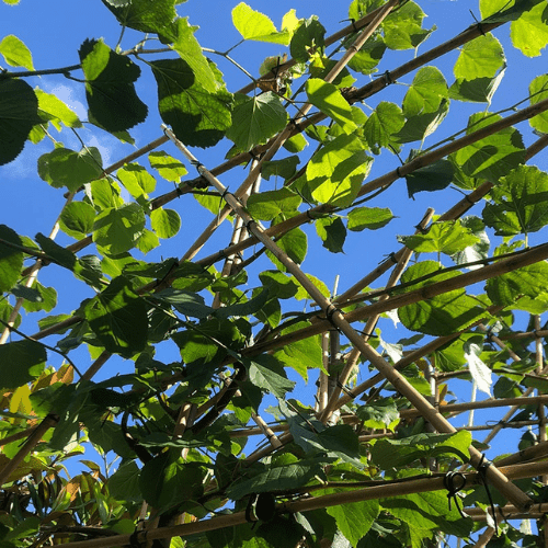 Wie pflanzt man Spalierbäume und wie groß ist der Abstand?