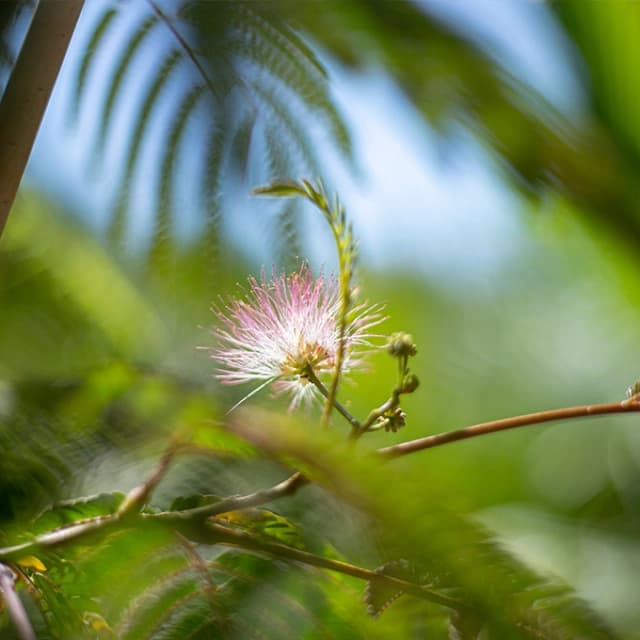 Beschneiden von Ölweide als Spalier