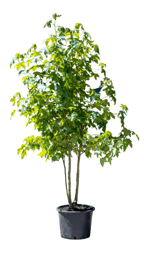 Feldahorn Mehrstämmig