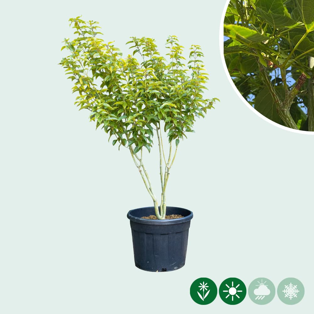 Mehrstämmiger Davids-ahorn