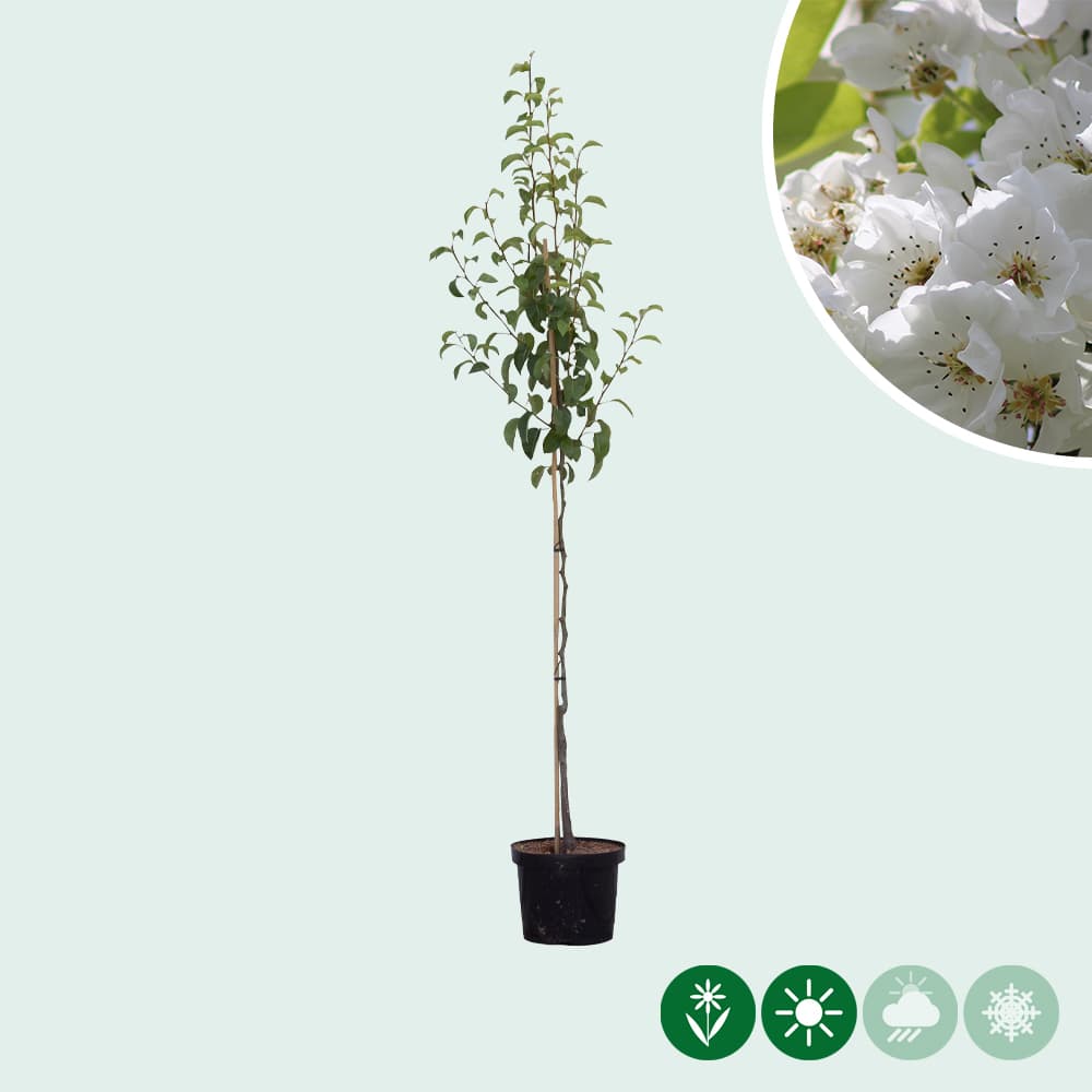 Pyrus communis Clapps Favorite