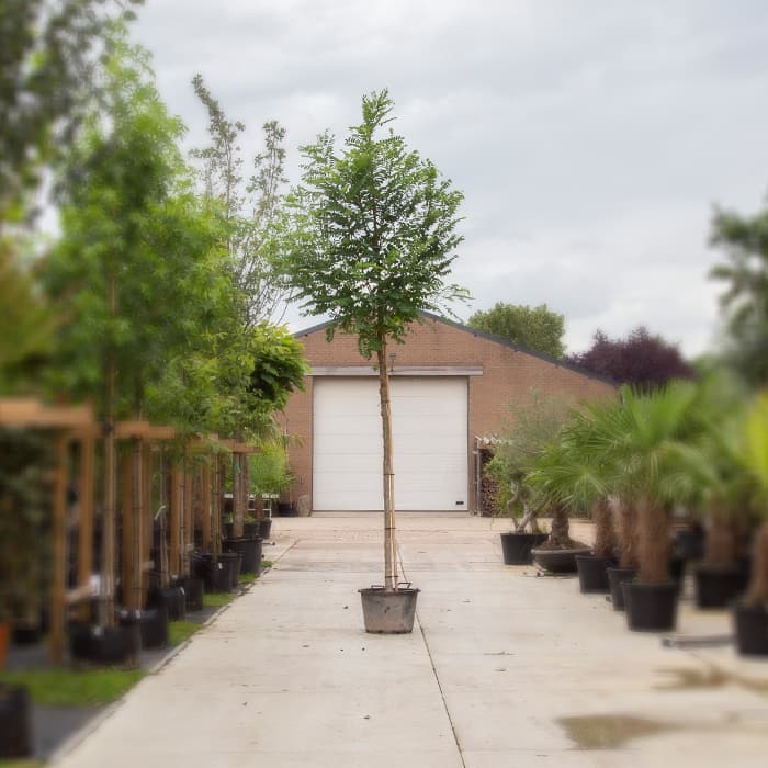 Scheinakazie 'Bessoniana'