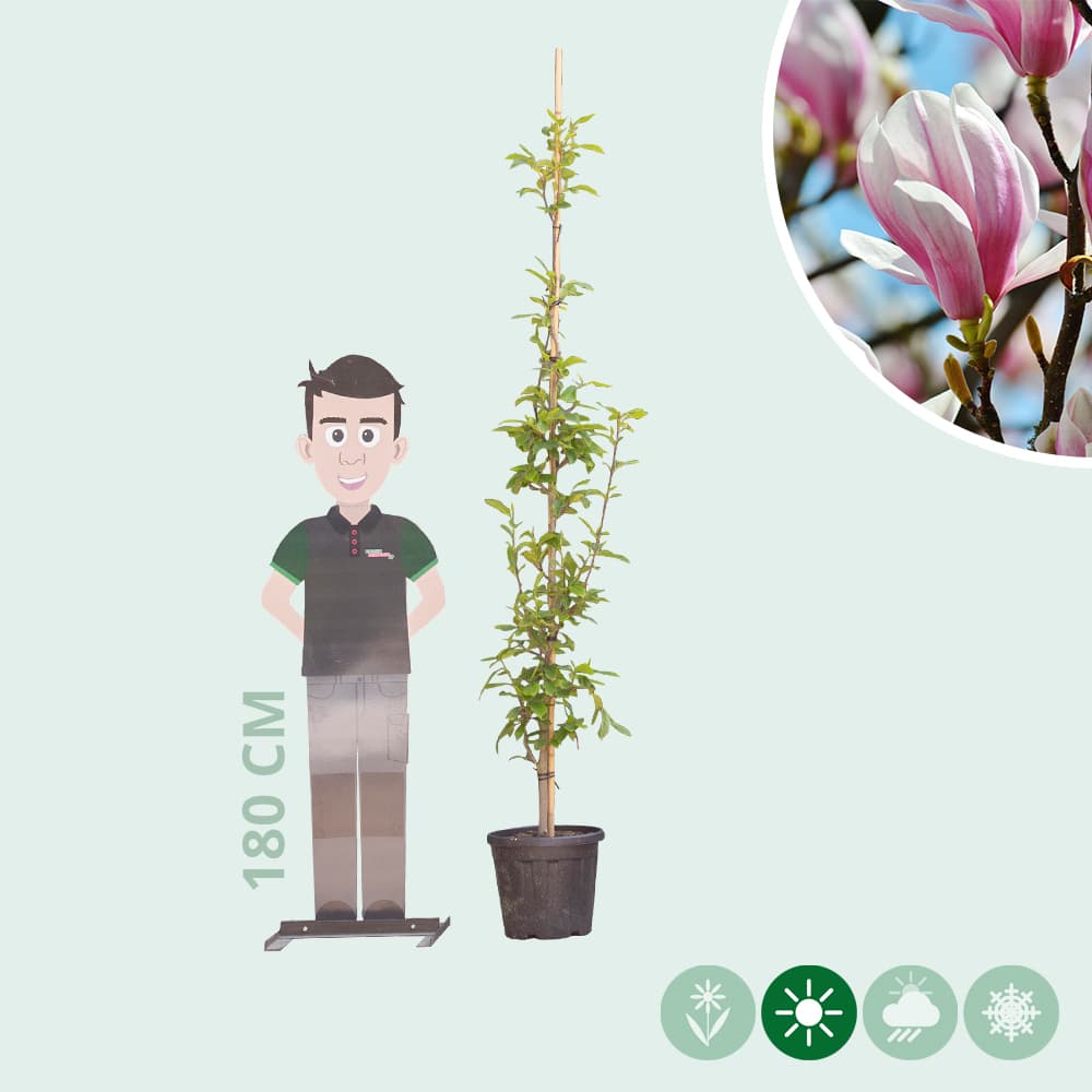 Magnolie 'Soulangeana'