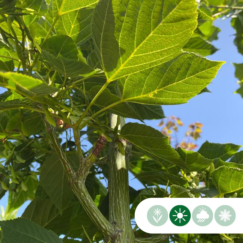 Mehrstämmiger Davids-ahorn