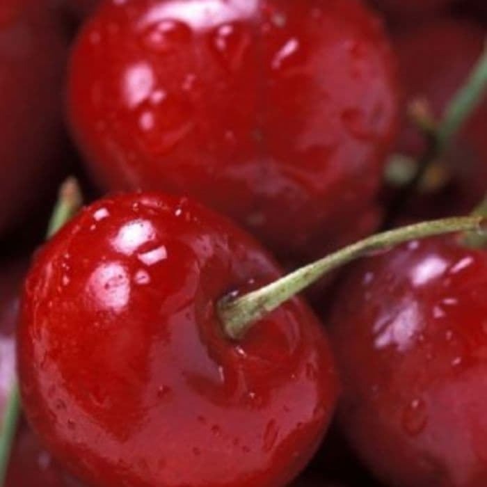 Prunus avium Doppelte Maikirsche