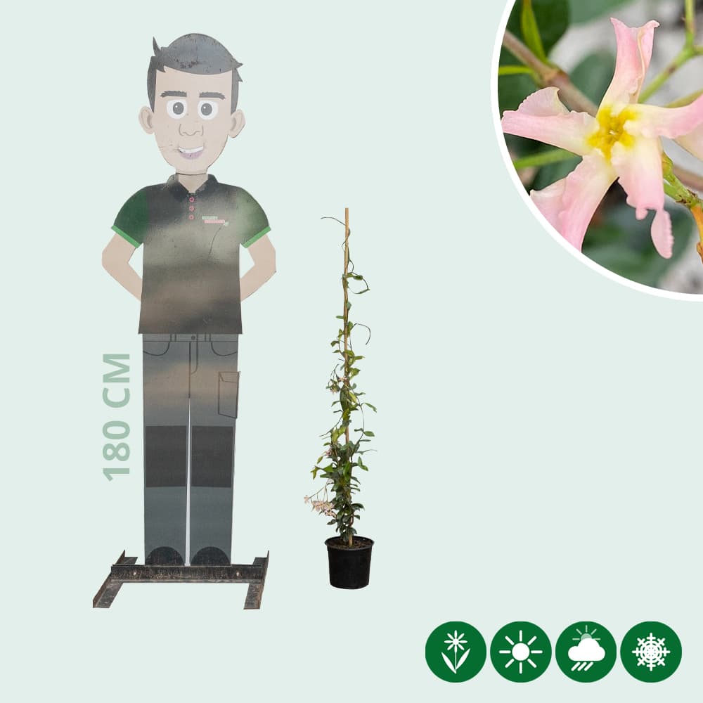 Rosa Sternjasmin 'Star of Sicily'