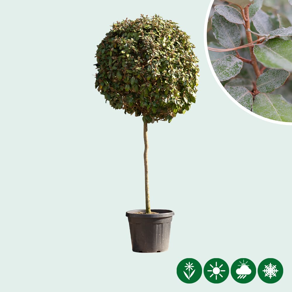 Ölweide auf stamm 2