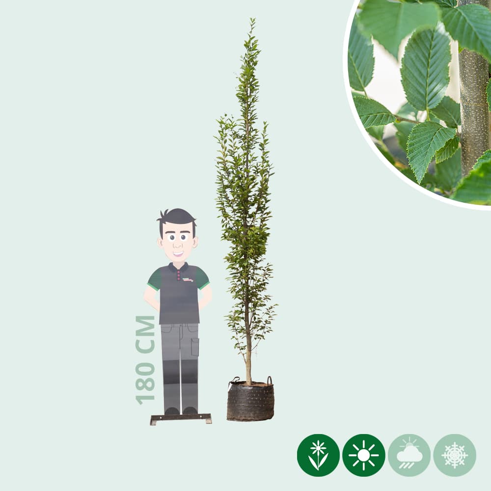 Säulenhainbuche Spindelbusch