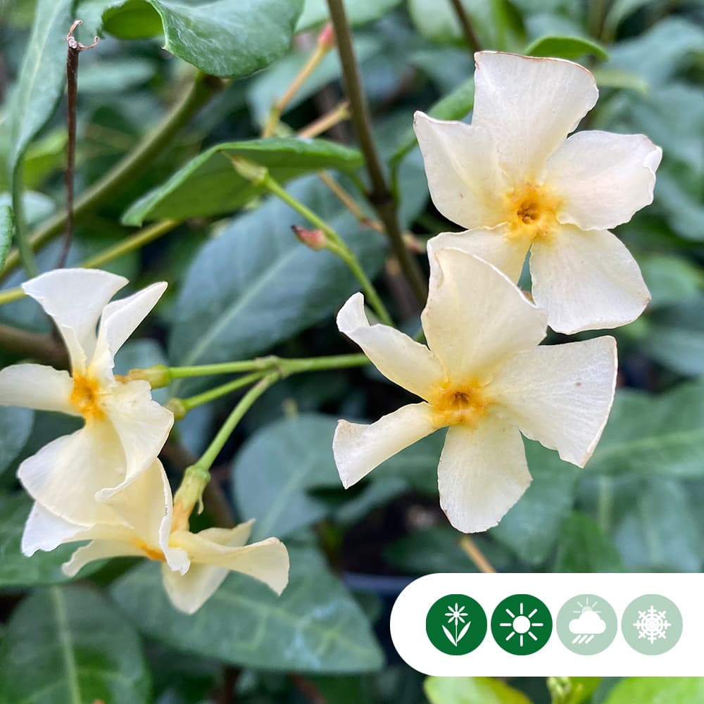 Gelber Sternjasmin 'Star of Toscane'