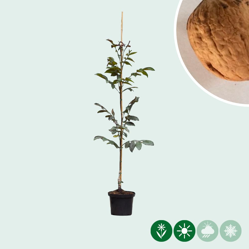 Juglans regia 'Purpurea'