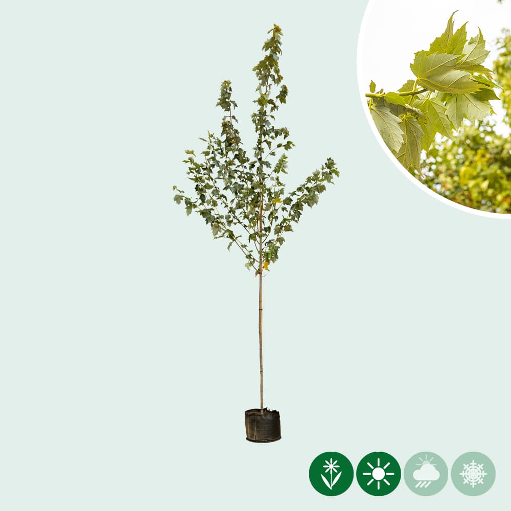 Rot-Ahorn Red Sunset