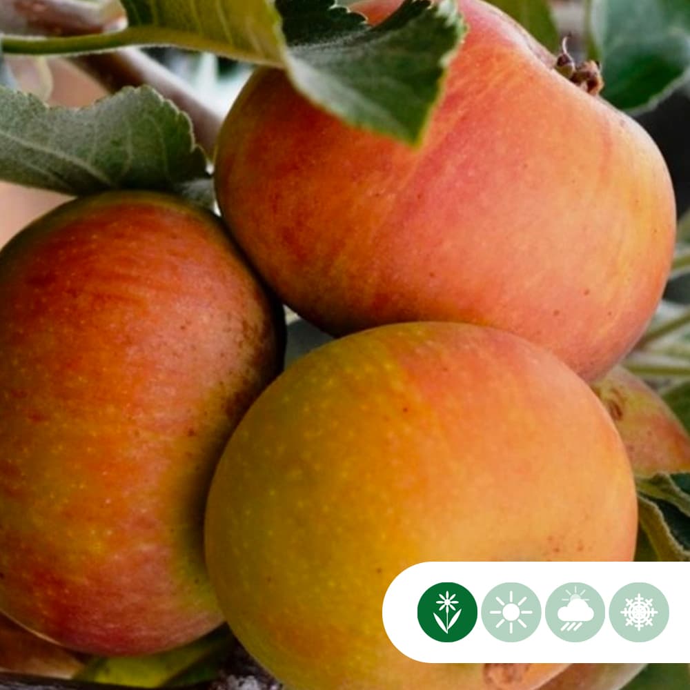 Malus d. 'Cox's Orange Pippin'