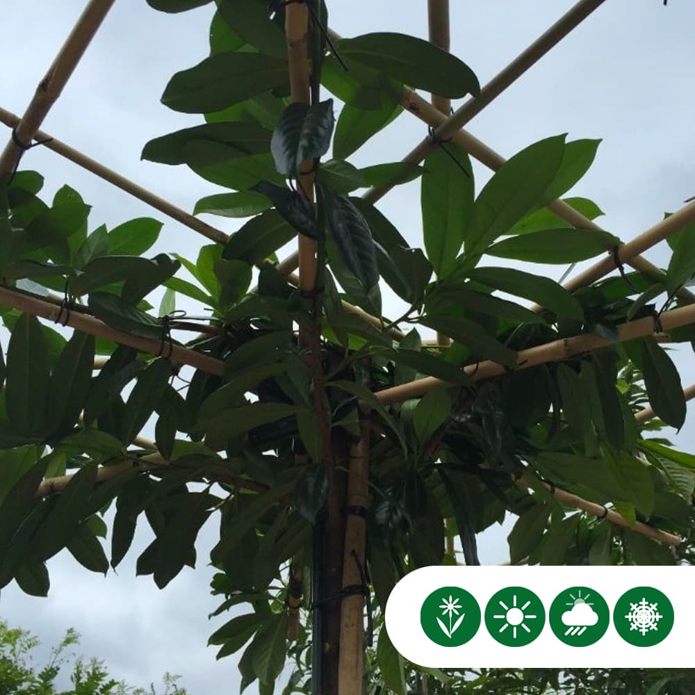 Kirschlorbeer quadratisches Dach