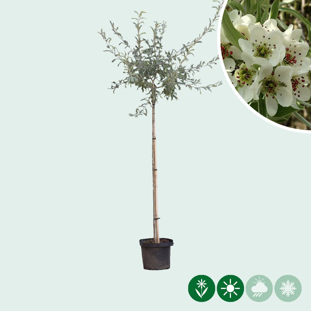 Weidenblättrige Hänge-Zierbirne