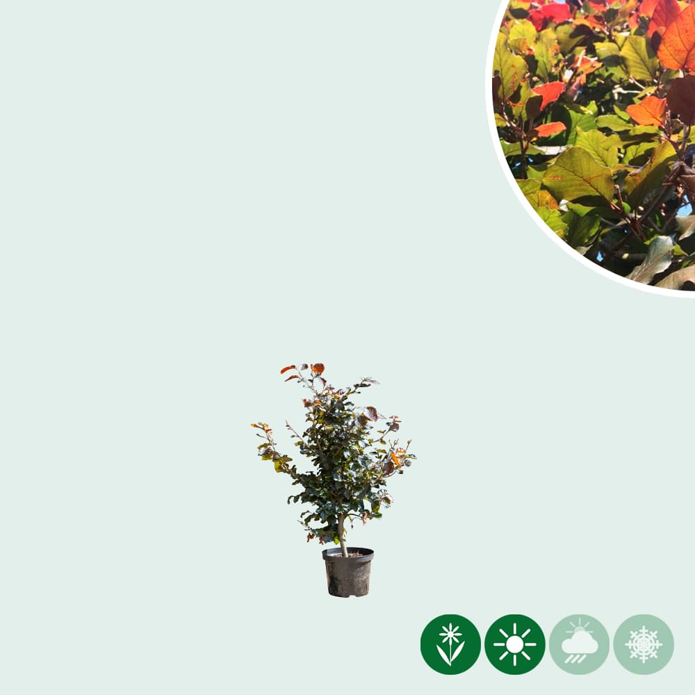 Blutbuchenhecke pro Stück