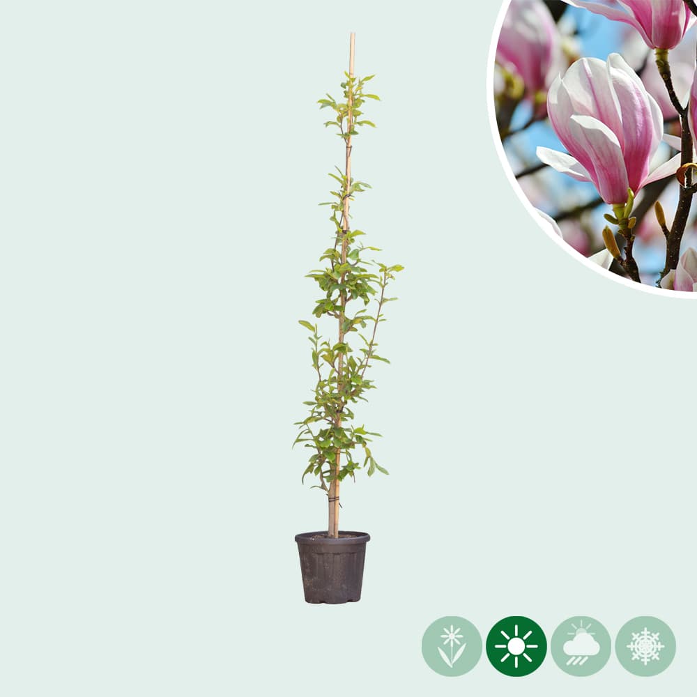 Magnolie 'Soulangeana'