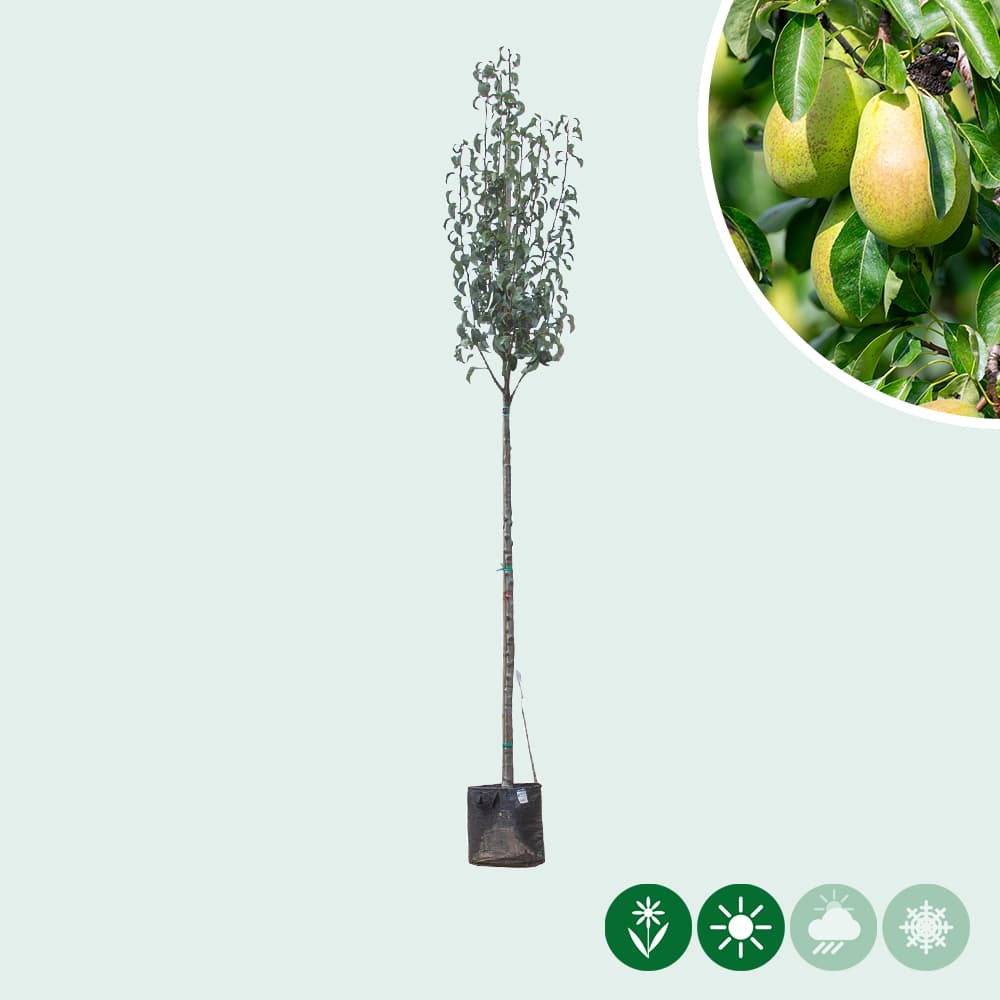 Pyrus communis Gieser Wildeman