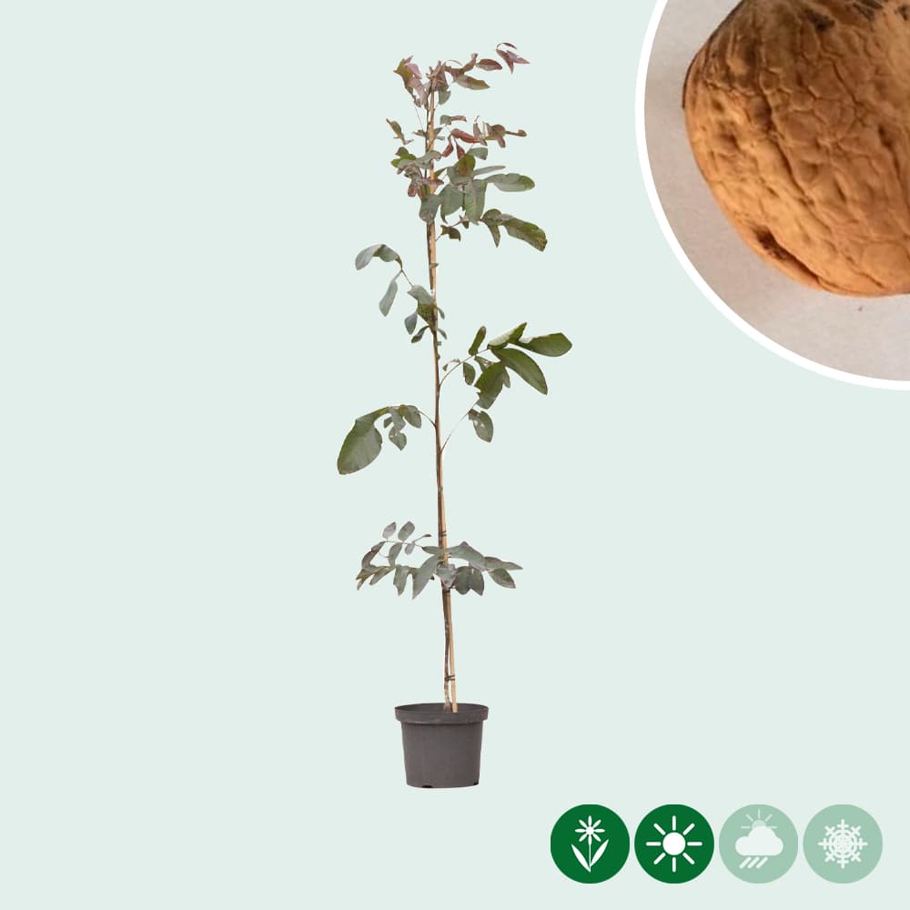 Rotblättriger Walnussbaum