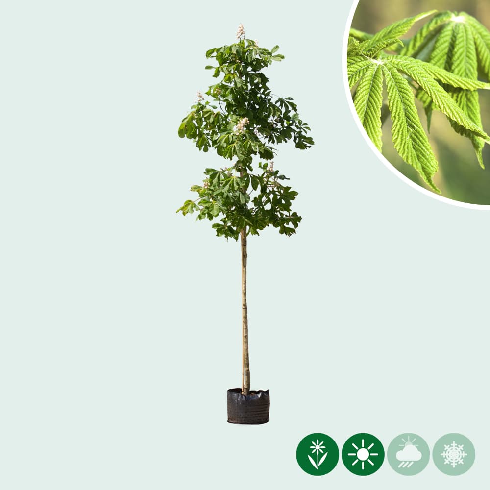 Gewöhnliche Rosskastanie