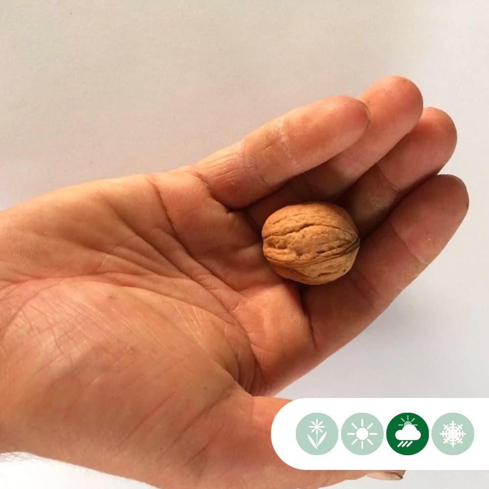 Rotblättriger Walnussbaum