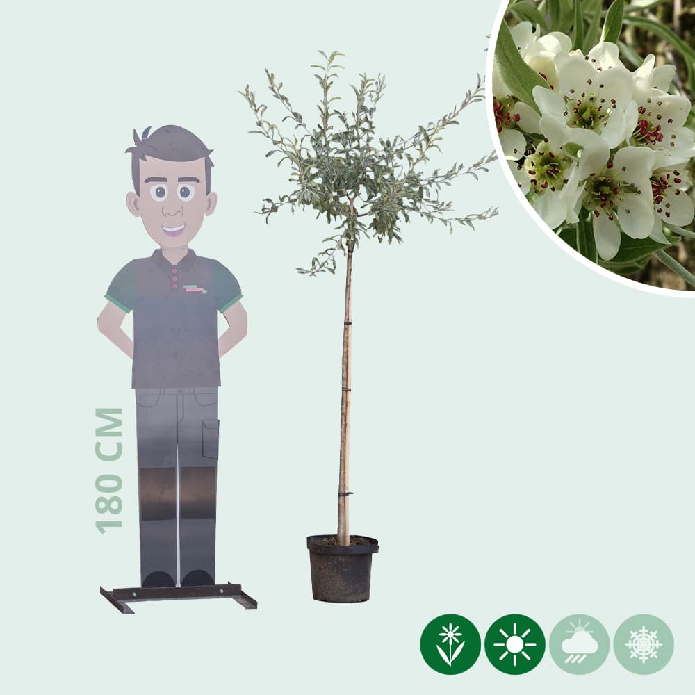 Weidenblättrige Hänge-Zierbirne