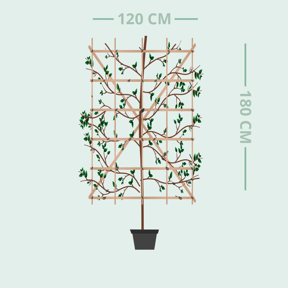 Hainbuche als Heckenelement