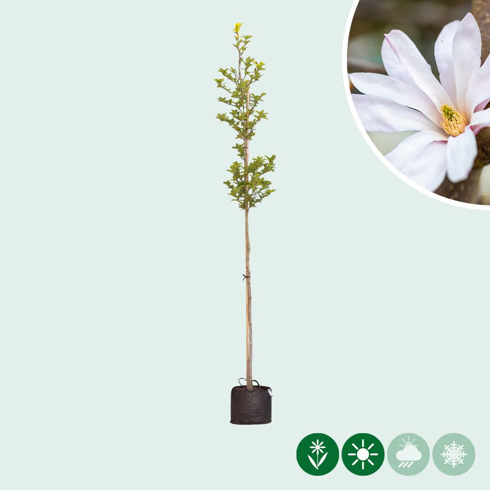 Magnolie 'Leonard Messel'