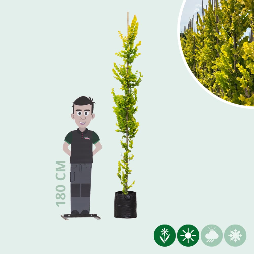 Goldulme Spindelbusch