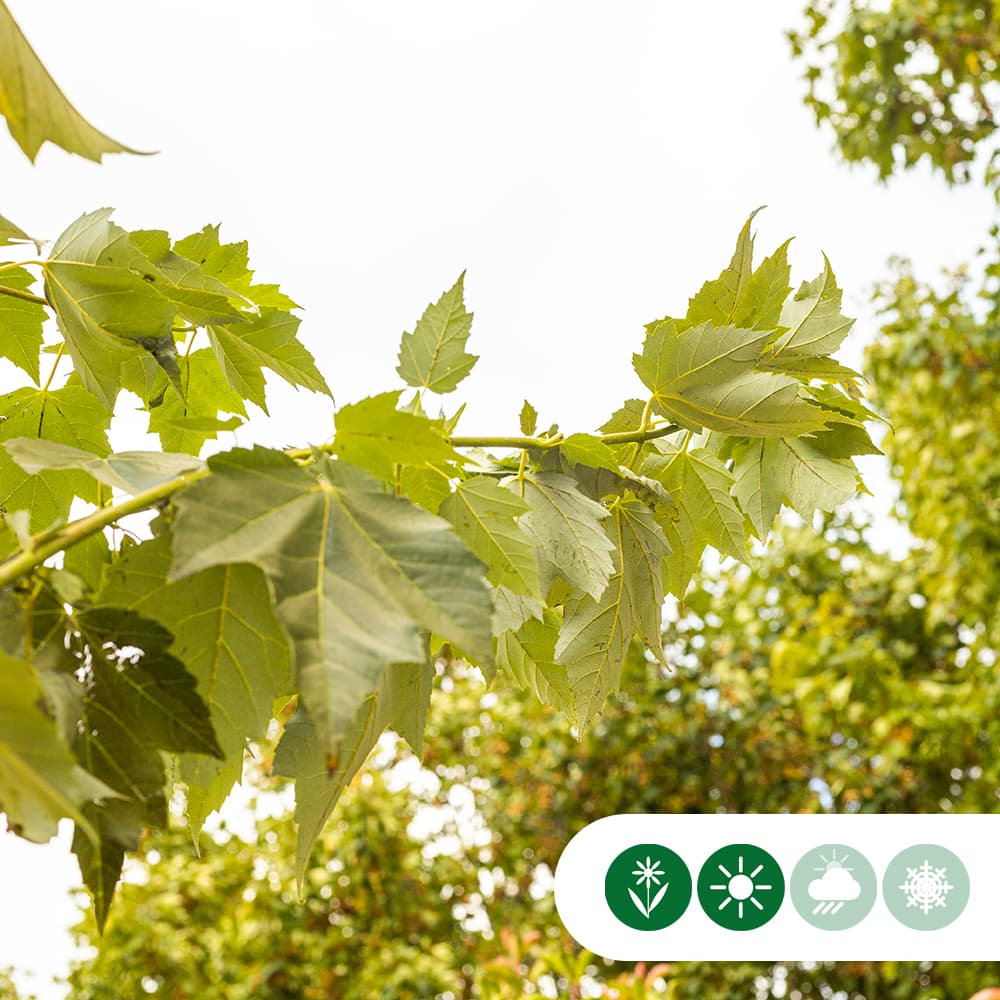 Rot-Ahorn Red Sunset