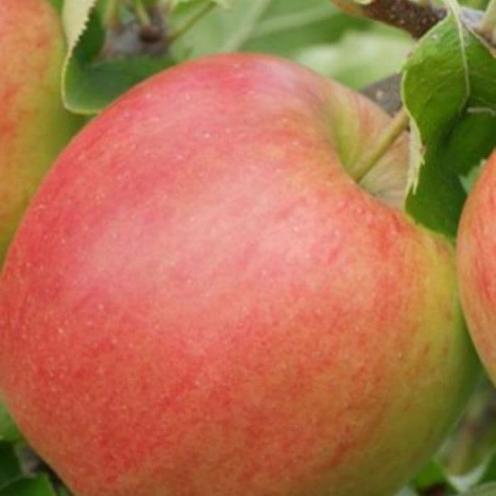 Apfelbaum Malus domestica Jonagold 2