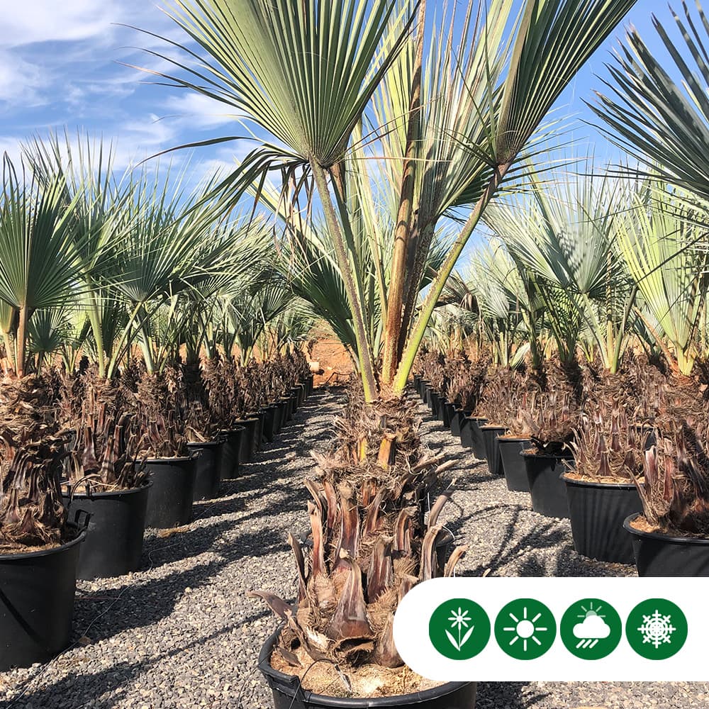 Blaue Hesperidenpalme