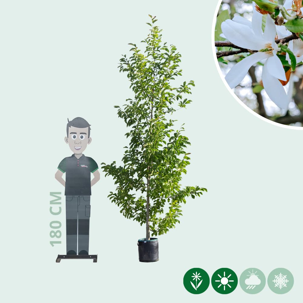 Säulen-Magnolie Kobus