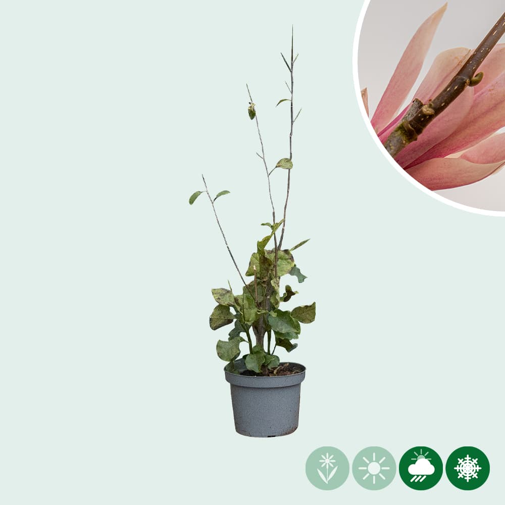 Magnolie 'Heaven Scent' Busch