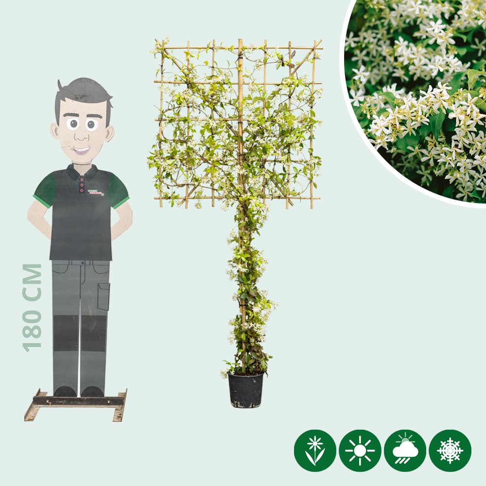 Sternjasmin weiß als Spalier