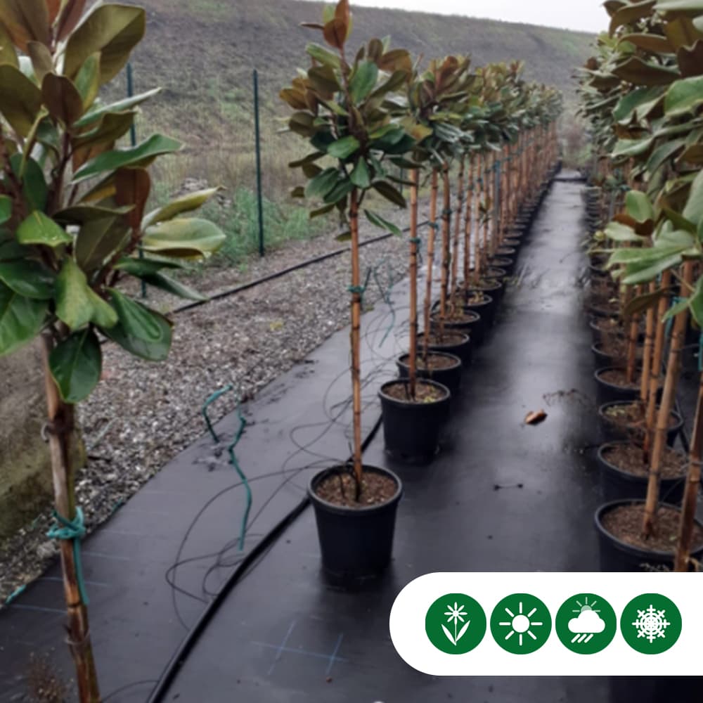 Magnolie Grandiflora Halbstamm