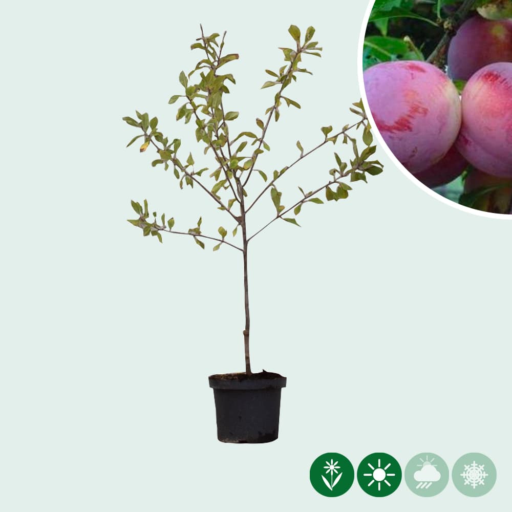 Süße Pflaume 'Reine Claude d'Althan'