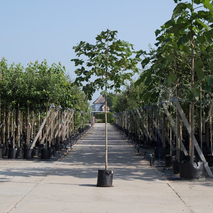 Fleischrote Rosskastanie 2