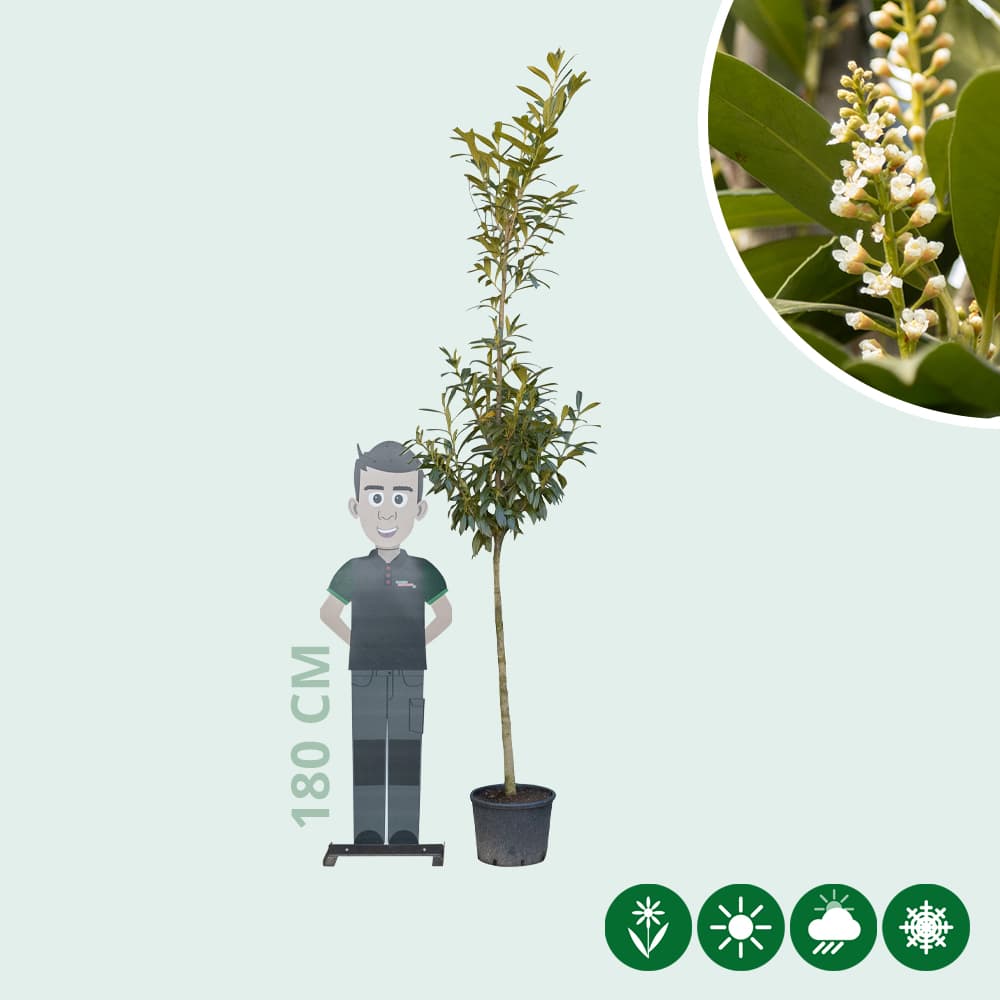 Kirschlorbeer Hochstamm 200 cm