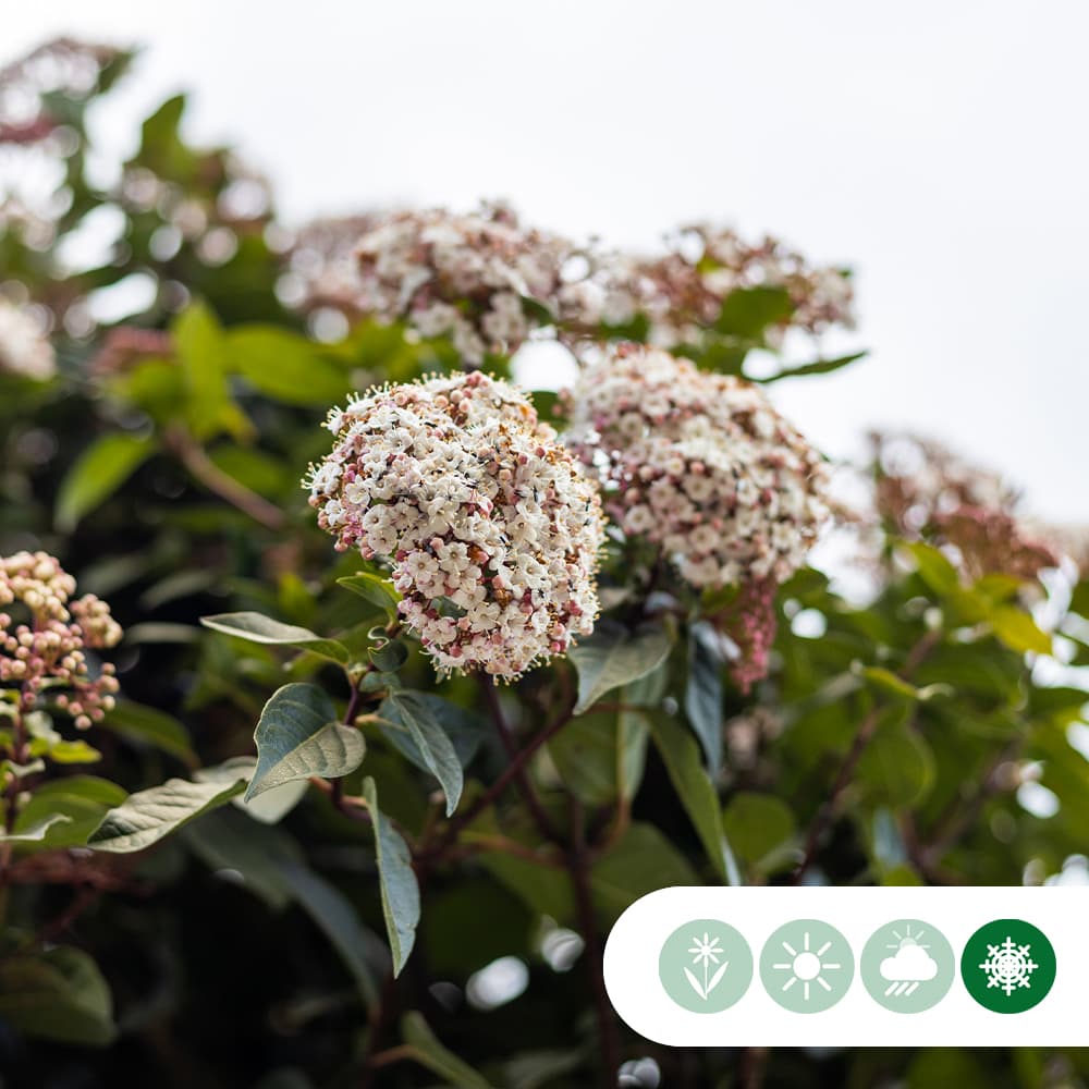 Schneeball kegelförmig