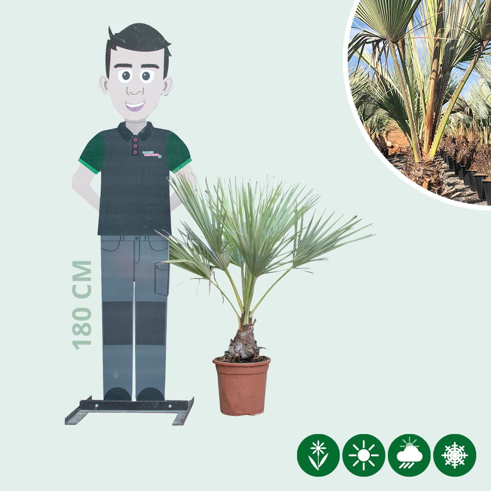 Blaue Hesperidenpalme