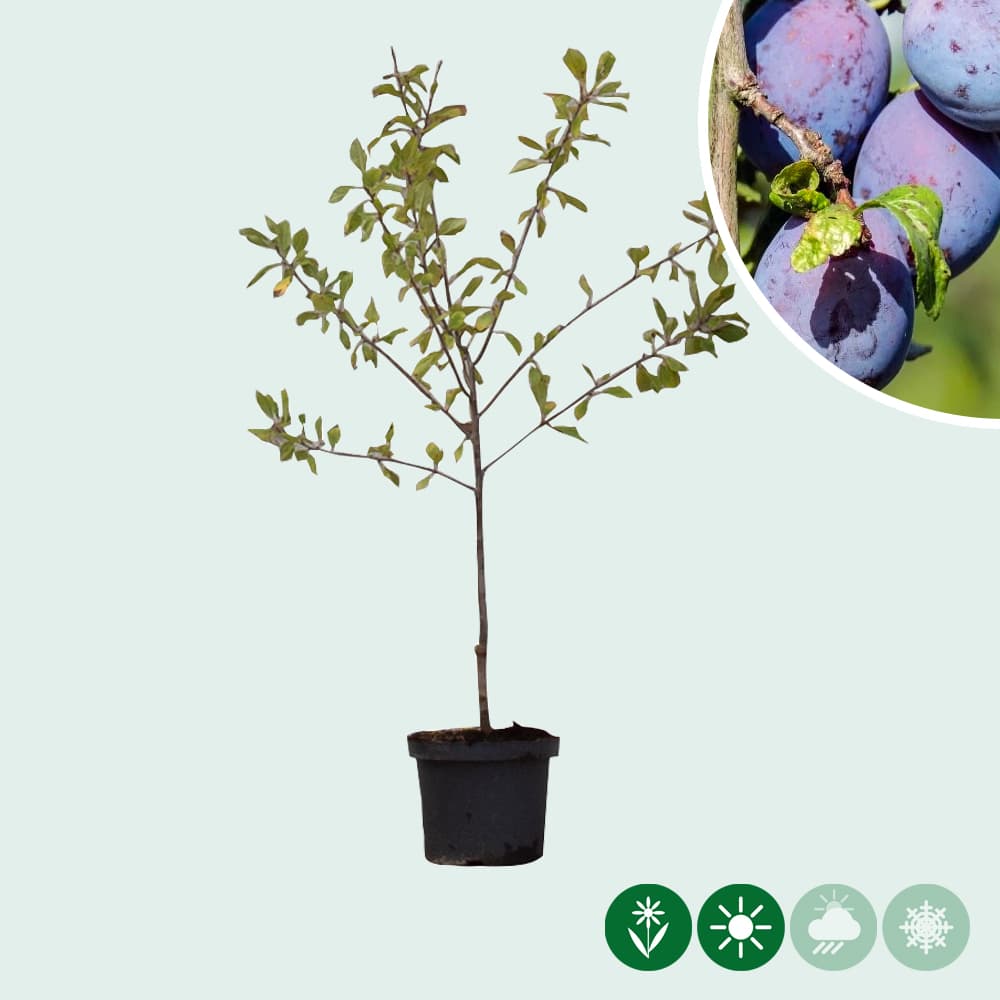 Süße Pflaume 'Czar'