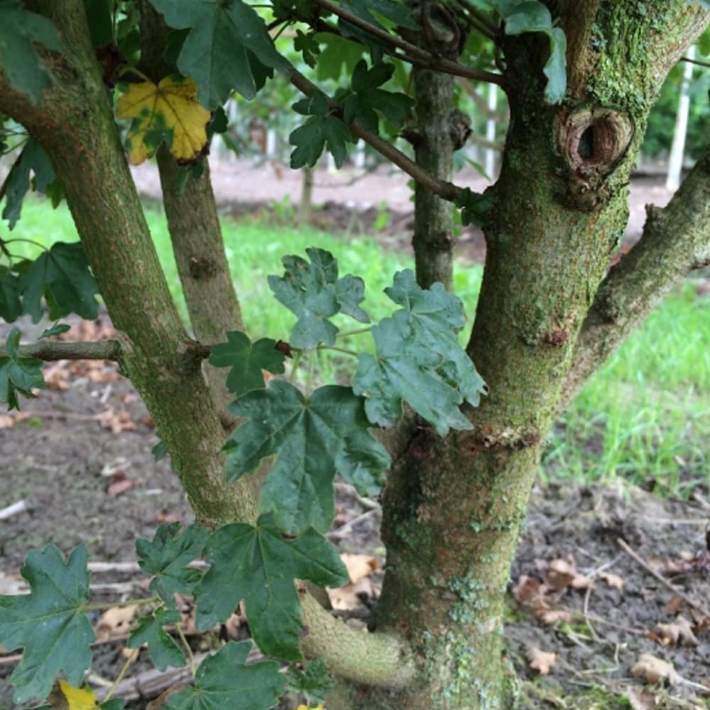 Feldahorn mehrstämmig