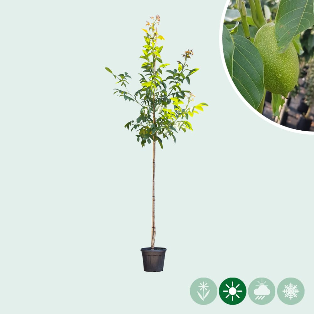 Juglans regia Lange van Lod