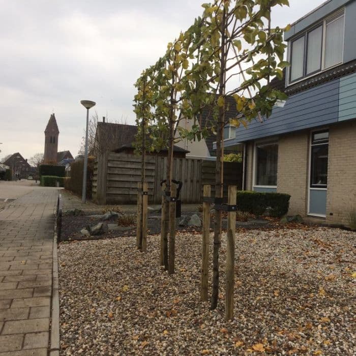 Zierbirne als Spalier