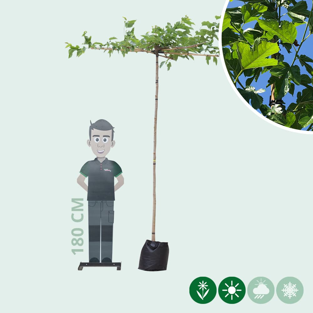 Dach-Maulbeerbaum in Kreuzform