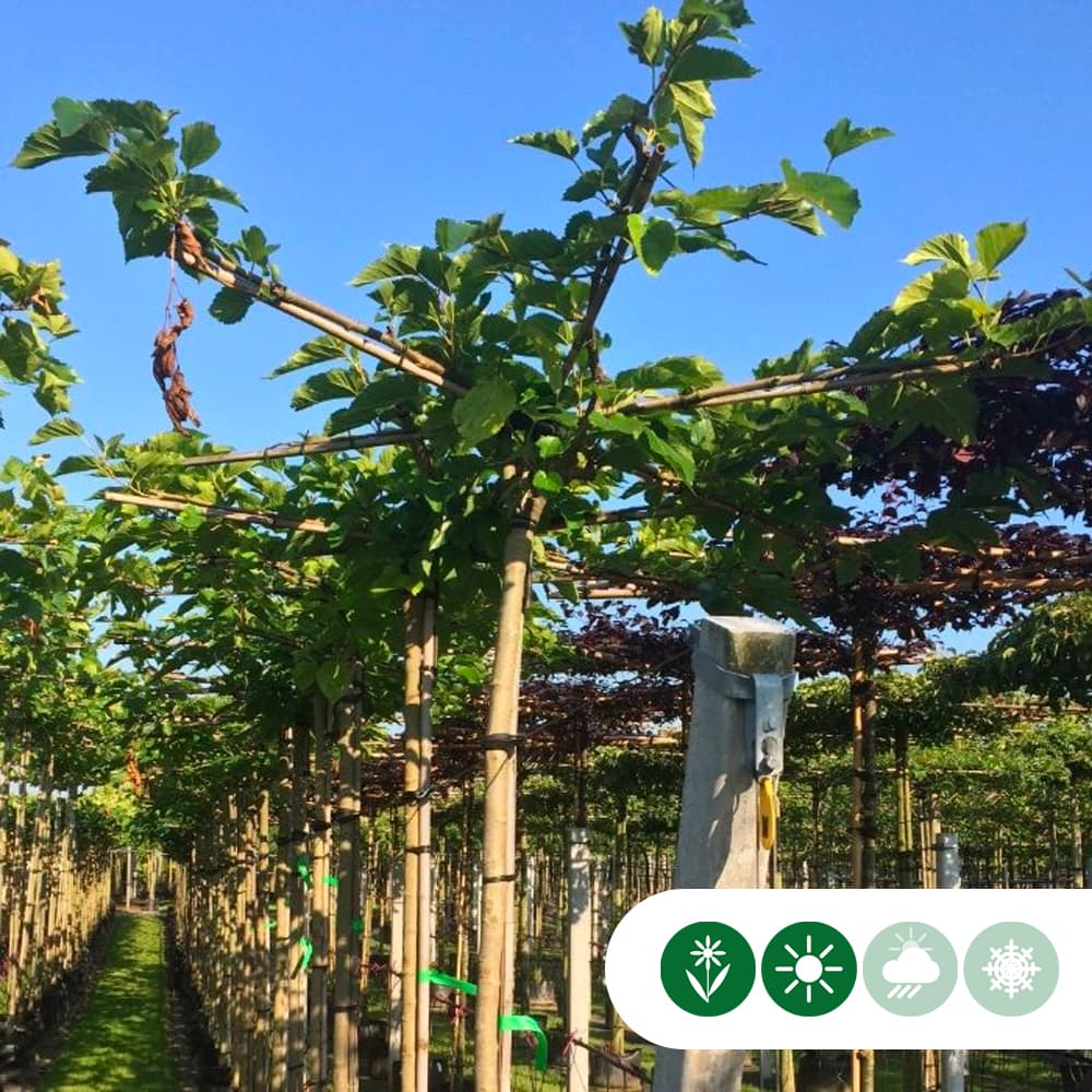 Dach-Maulbeerbaum in Kreuzform