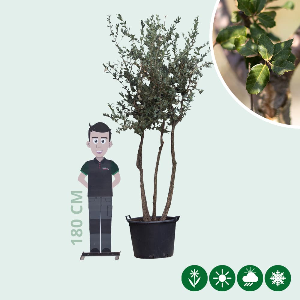 Korkeiche mehrstämmig